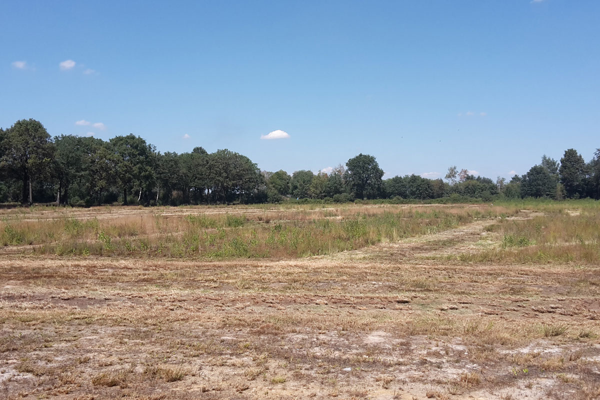 Onderhoud heide