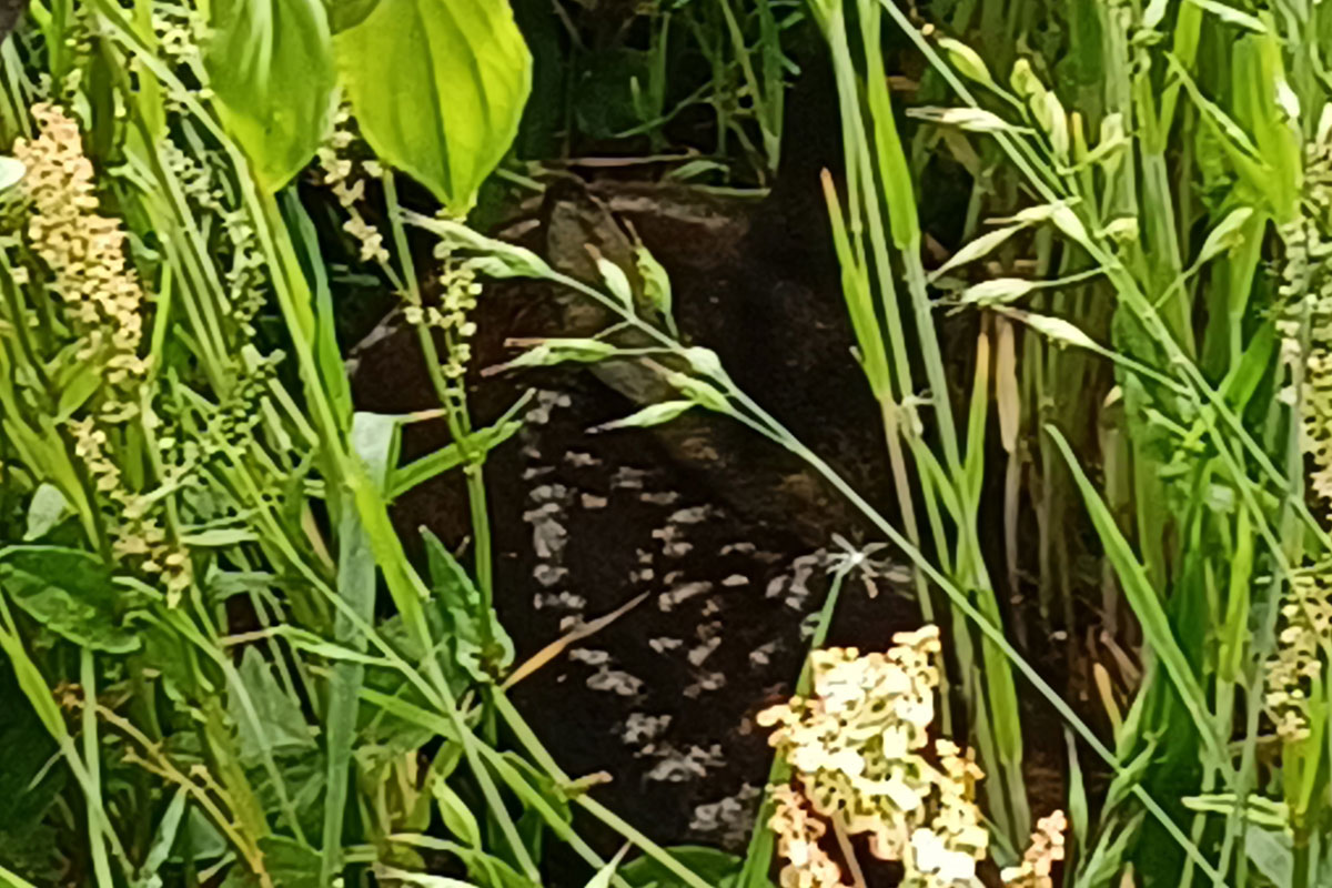 Natuuronderhoud